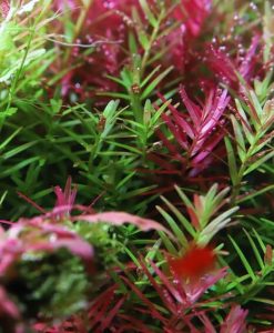 Rotala Indica