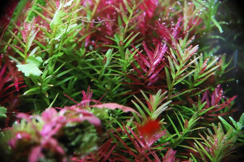 Rotala Indica