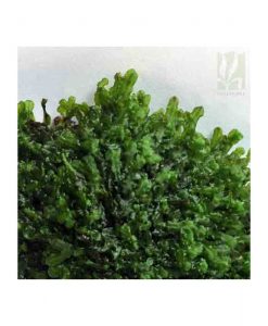 Monosolenium tenerum 'Pellia'