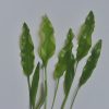 Aponogeton undulates
