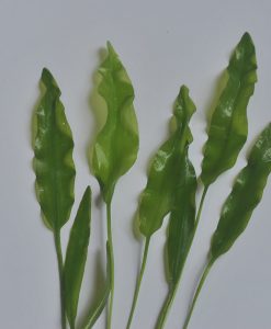 Aponogeton undulates