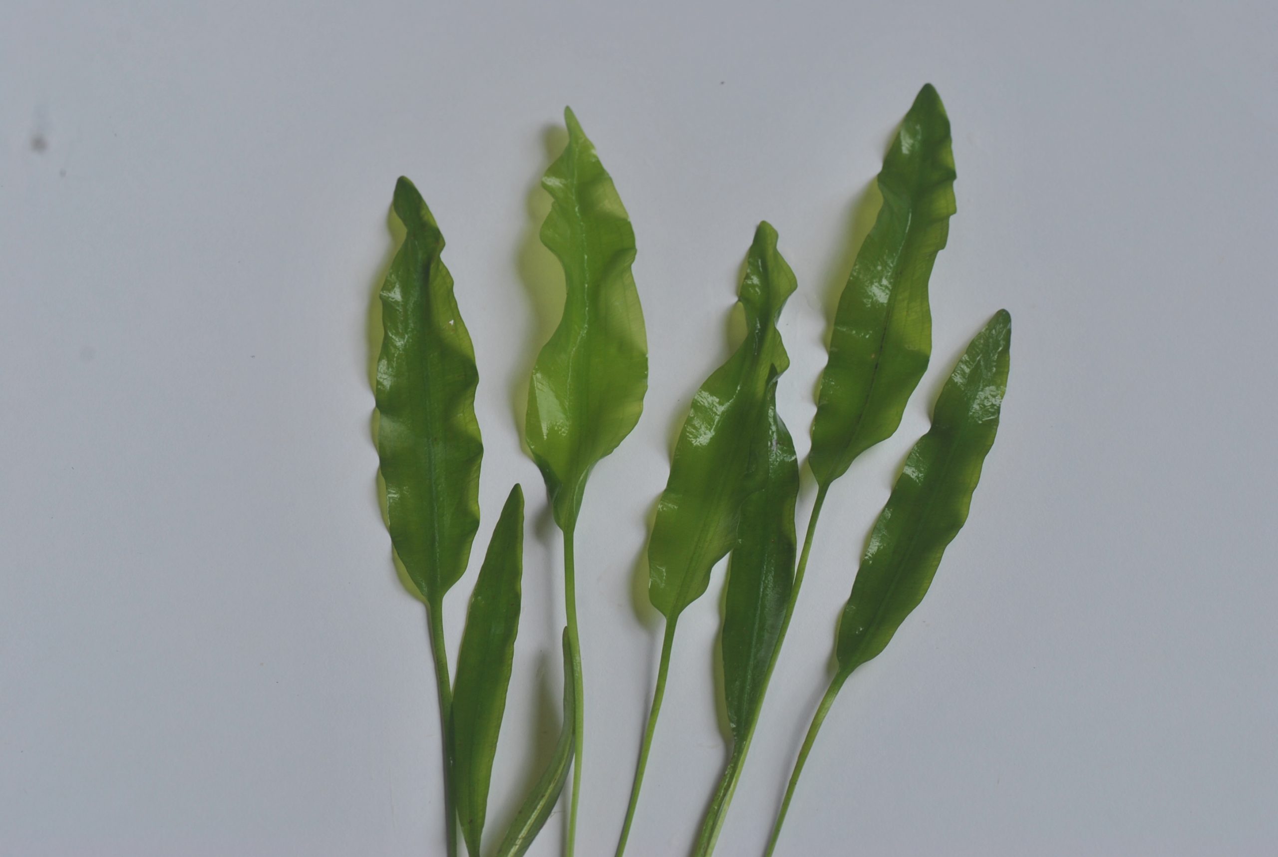 Aponogeton undulates