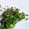 Cardamine Lyrata