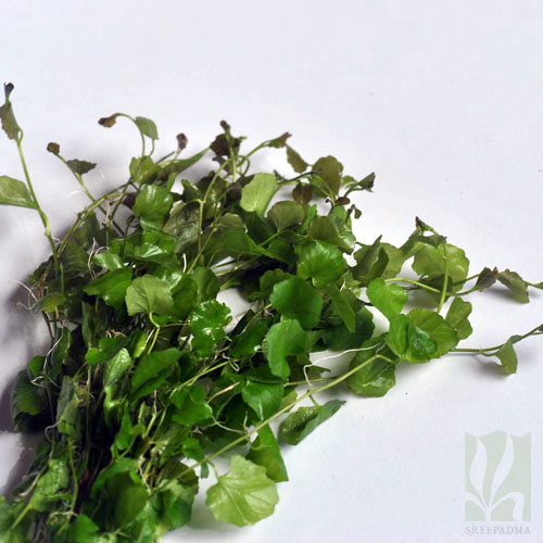 Cardamine Lyrata