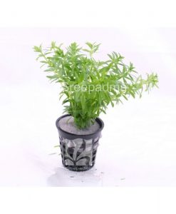 Limnophila 'Vietnam'