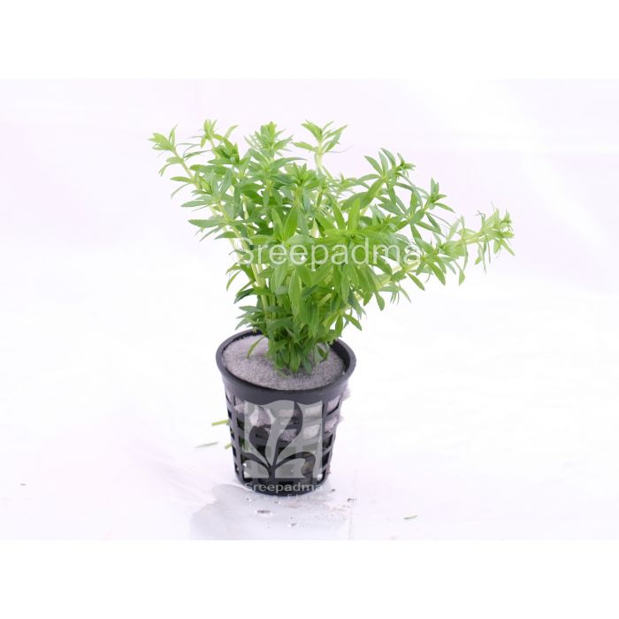 Limnophila 'Vietnam'