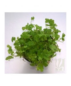Hydrocotyle Tripartita "Honda"