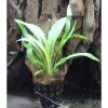 Cryptocoryne Spiralis 'broad leaf'