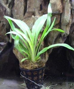 Cryptocoryne Spiralis 'broad leaf'