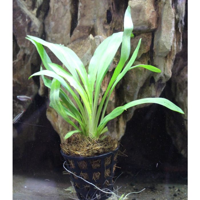 Cryptocoryne Spiralis 'broad leaf'