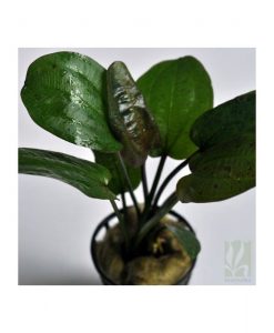 Echinodorus sp 'ozelot'