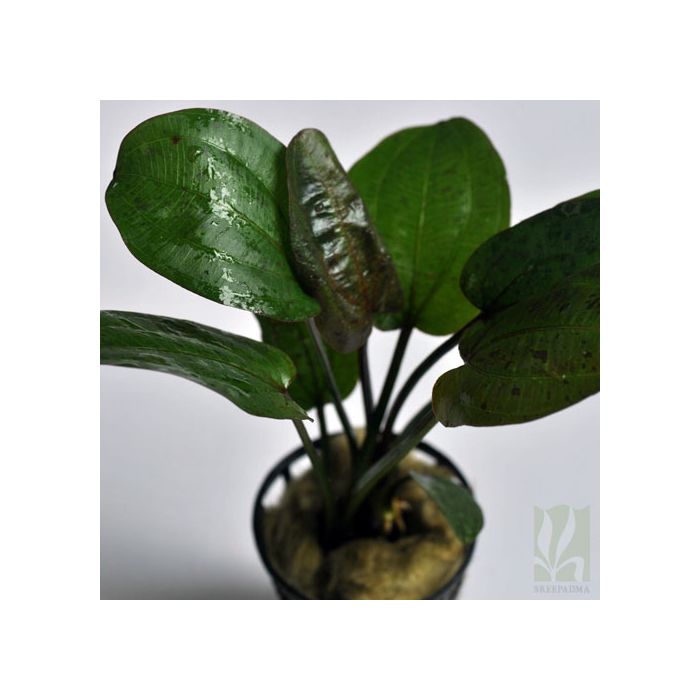 Echinodorus sp 'ozelot'