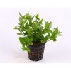 Staurogyne repens
