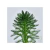 Myriophyllum aquaticum