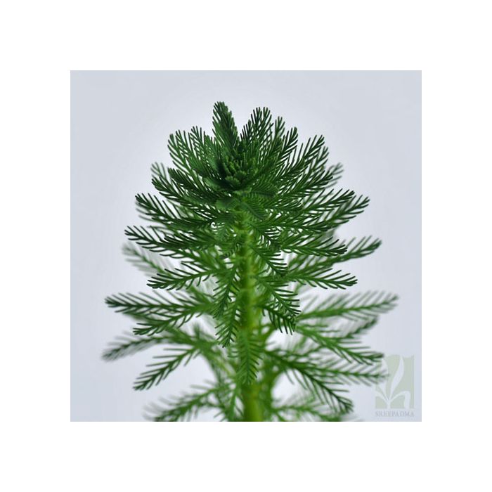 Myriophyllum aquaticum
