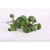 Eichornia Crassipies