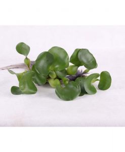 Eichornia Crassipies