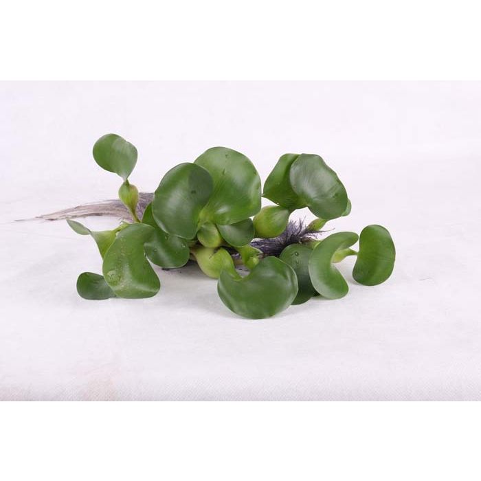 Eichornia Crassipies