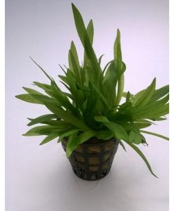 Echinodorus Tennelus 'broad leaf'