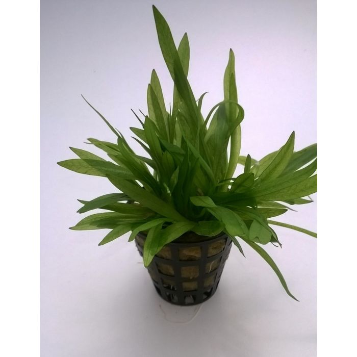 Echinodorus Tennelus 'broad leaf'