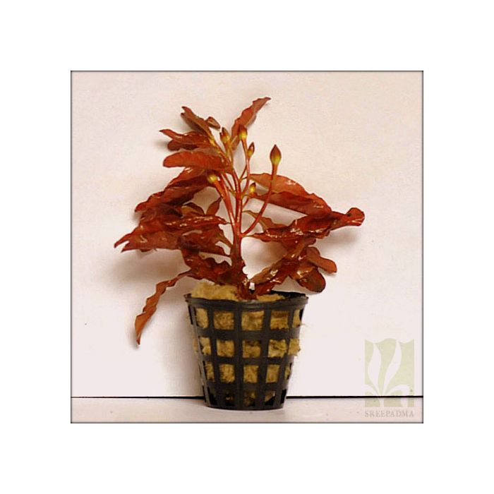 Ludwigia inclinata