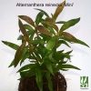 Alternanthera Reineckii 'Mini'