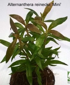 Alternanthera Reineckii 'Mini'