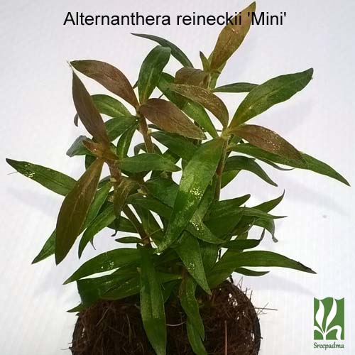 Alternanthera Reineckii 'Mini'