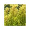 Rotala rotundifolia 'Pink'