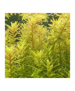 Rotala rotundifolia 'Pink'