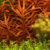 Ammannia gracilis