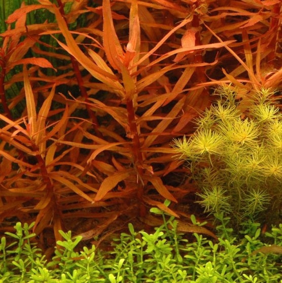 Ammannia gracilis