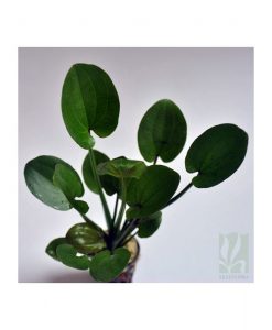 Echinodorus Sp. Cordifolius