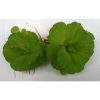 Pistia stratiotes