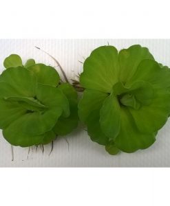 Pistia stratiotes