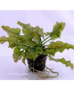 Nuphar japonica