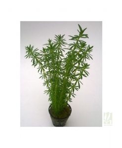 Limnophila indica 'Yellow'