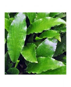 Lagenandra toxicaria -green