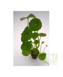Hydrocotyle verticillata