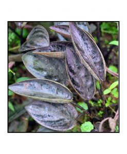 Lagnendra meeboldii ' bleeding heart'