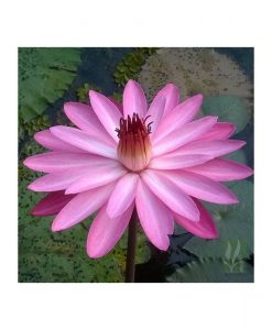Nymphaea pubescens - Pink Flower