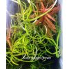 Hygrophila sp snake