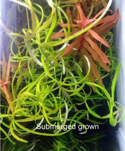 Hygrophila sp snake