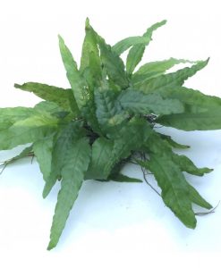 Microsorum pteropus 'wrinkled leaf'