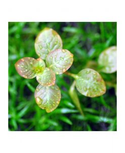 Ludwigia ovalis