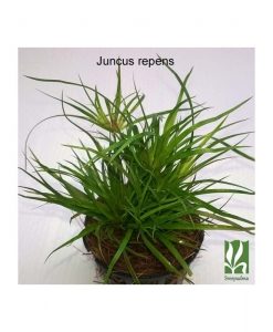 Juncus repens