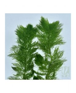 Utricularia sp "vulgaris"