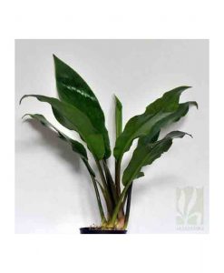 Lagenandra toxicaria "giant"