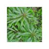 Pogostemon stellatus- Broad leaf -Purple