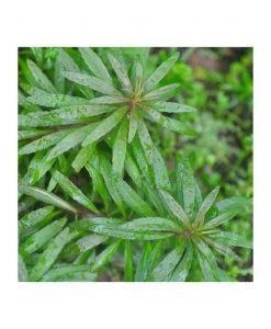 Pogostemon stellatus- Broad leaf -Purple